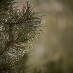 Jest drabina do nieba tekst