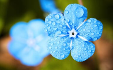 Spuścię rosę niebiosa tekst