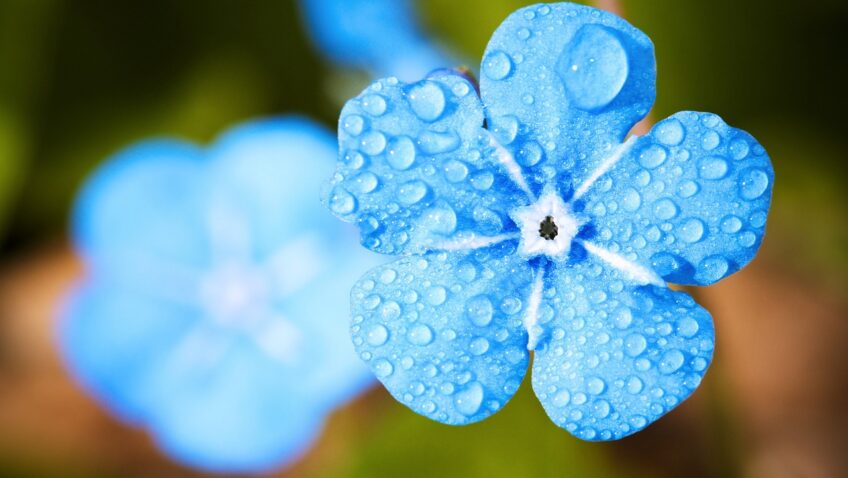 Spuścię rosę niebiosa tekst