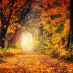 Przystąpmy do szopy uściskajmy tekst