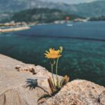 Panie zawsze z Tobą tekst