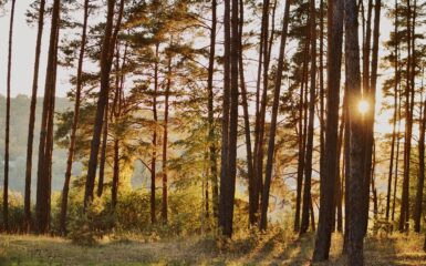 Szedłem kiedyś inną drogą tekst